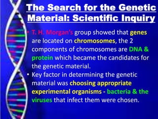 The Search for the Genetic
Material: Scientific Inquiry
• T. H. Morgan’s group showed that genes
are located on chromosomes, the 2
components of chromosomes are DNA &
protein which became the candidates for
the genetic material.
• Key factor in determining the genetic
material was choosing appropriate
experimental organisms - bacteria & the
viruses that infect them were chosen.
 