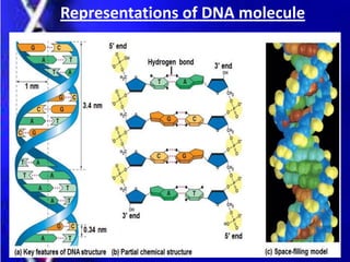 Representations of DNA molecule
 