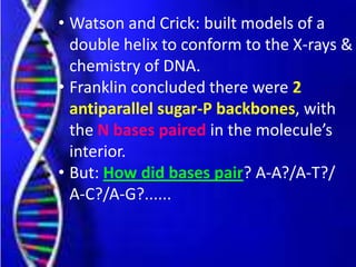 • Watson and Crick: built models of a
double helix to conform to the X-rays &
chemistry of DNA.
• Franklin concluded there were 2
antiparallel sugar-P backbones, with
the N bases paired in the molecule’s
interior.
• But: How did bases pair? A-A?/A-T?/
A-C?/A-G?......
 