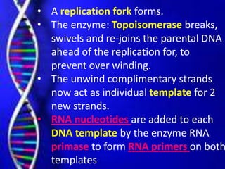 • A replication fork forms.
• The enzyme: Topoisomerase breaks,
swivels and re-joins the parental DNA
ahead of the replication for, to
prevent over winding.
• The unwind complimentary strands
now act as individual template for 2
new strands.
• RNA nucleotides are added to each
DNA template by the enzyme RNA
primase to form RNA primers on both
templates
 