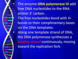 • The enzyme DNA polymerase III add
free DNA nucleotides to the RNA
primer 3’ carbon.
• The free nucleotides bond with H-
bonds to their complimentary bases
on the DNA templates.
• Along one template strand of DNA,
the DNA polymerase synthesizes a
leading strand continuously, moving
toward the replication fork.
 