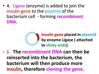 • 4. Ligase (enzyme) is added to join the
insulin gene to the plasmid of the
bacterium cell - forming recombinant
DNA.
• 5. The recombinant DNA can then be
reinserted into the bacterium, the
bacterium will then produce more
insulin, therefore cloning the gene.
Insulin gene placed in plasmid
by enzyme Ligase ( attached
to sticky ends)
 