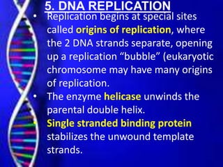 • To elongate the other new strand,
called the lagging strand, DNA
polymerase must work in the
direction away from the rep...
