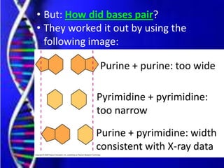 • But: How did bases pair?
• They worked it out by using the
following image:
Purine + purine: too wide
Pyrimidine + pyrimidine:
too narrow
Purine + pyrimidine: width
consistent with X-ray data
 