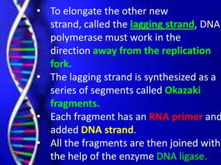 • To elongate the other new
strand, called the lagging strand, DNA
polymerase must work in the
direction away from the replication
fork.
• The lagging strand is synthesized as a
series of segments called Okazaki
fragments.
• Each fragment has an RNA primer and
added DNA strand.
• All the fragments are then joined with
the help of the enzyme DNA ligase.
 
