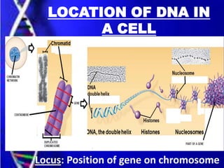 LOCATION OF DNA IN
A CELL
Locus: Position of gene on chromosome
 