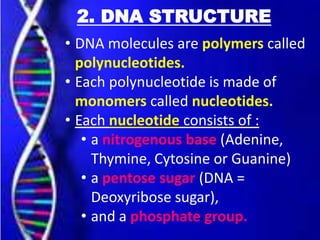2. DNA STRUCTURE
• DNA molecules are polymers called
polynucleotides.
• Each polynucleotide is made of
monomers called nucleotides.
• Each nucleotide consists of :
• a nitrogenous base (Adenine,
Thymine, Cytosine or Guanine)
• a pentose sugar (DNA =
Deoxyribose sugar),
• and a phosphate group.
 