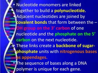 • Nucleotide monomers are linked
together to build a polynucleotide.
• Adjacent nucleotides are joined by
covalent bonds that form between the –
OH group on the 3’ carbon of one
nucleotide and the phosphate on the 5’
carbon on the next nucleotide.
• These links create a backbone of sugar-
phosphate units with nitrogenous bases
as appendages.
• The sequence of bases along a DNA
polymer is unique for each gene.
 