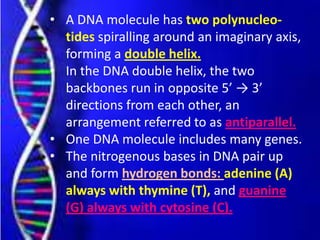 • A DNA molecule has two polynucleo-
tides spiralling around an imaginary axis,
forming a double helix.
• In the DNA double helix, the two
backbones run in opposite 5’ → 3’
directions from each other, an
arrangement referred to as antiparallel.
• One DNA molecule includes many genes.
• The nitrogenous bases in DNA pair up
and form hydrogen bonds: adenine (A)
always with thymine (T), and guanine
(G) always with cytosine (C).
 
