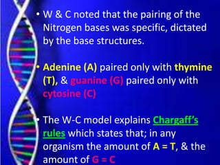 • W & C noted that the pairing of the
Nitrogen bases was specific, dictated
by the base structures.
• Adenine (A) paired only with thymine
(T), & guanine (G) paired only with
cytosine (C)
• The W-C model explains Chargaff’s
rules which states that; in any
organism the amount of A = T, & the
amount of G = C
 