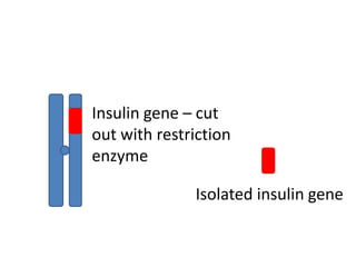 Insulin gene – cut
out with restriction
enzyme
Isolated insulin gene
 