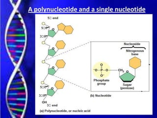 A polynucleotide and a single nucleotide
 