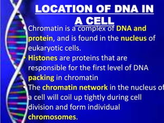 LOCATION OF DNA IN
A CELL

• Chromatin is a complex of DNA and
protein, and is found in the nucleus of
eukaryotic cells.
• Histones are proteins that are
responsible for the first level of DNA
packing in chromatin
• The chromatin network in the nucleus of
a cell will coil up tightly during cell
division and form individual
chromosomes.

 