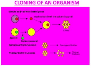 CLONING OF AN ORGANISM

 