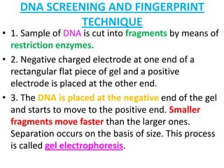 DNA SCREENING AND FINGERPRINT
TECHNIQUE

• 1. Sample of DNA is cut into fragments by means of
restriction enzymes.
• 2. Negative charged electrode at one end of a
rectangular flat piece of gel and a positive
electrode is placed at the other end.
• 3. The DNA is placed at the negative end of the gel
and starts to move to the positive end. Smaller
fragments move faster than the larger ones.
Separation occurs on the basis of size. This process
is called gel electrophoresis.

 