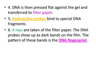 • 4. DNA is then pressed flat against the gel and
transferred to filter paper.
• 5. Radioactive probes bind to special DNA
fragments.
• 6. X-rays are taken of the filter paper. The DNA
probes show up as dark bands on the film. The
pattern of these bands is the DNA fingerprint.

 