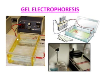 GEL ELECTROPHORESIS

 