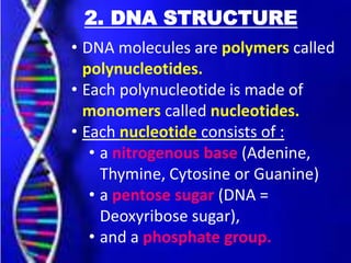 2. DNA STRUCTURE
• DNA molecules are polymers called
polynucleotides.
• Each polynucleotide is made of
monomers called nucleotides.
• Each nucleotide consists of :
• a nitrogenous base (Adenine,
Thymine, Cytosine or Guanine)
• a pentose sugar (DNA =
Deoxyribose sugar),
• and a phosphate group.

 