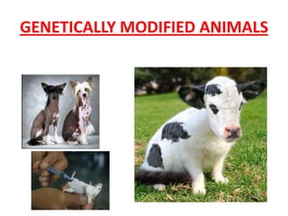 GENETICALLY MODIFIED ANIMALS

 
