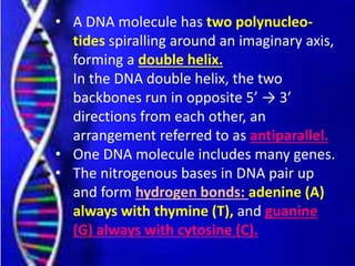 • A DNA molecule has two polynucleo-
tides spiralling around an imaginary axis,
forming a double helix.
• In the DNA double helix, the two
backbones run in opposite 5’ → 3’
directions from each other, an
arrangement referred to as antiparallel.
• One DNA molecule includes many genes.
• The nitrogenous bases in DNA pair up
and form hydrogen bonds: adenine (A)
always with thymine (T), and guanine
(G) always with cytosine (C).
 