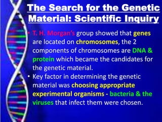 The Search for the Genetic
Material: Scientific Inquiry
• T. H. Morgan’s group showed that genes
are located on chromosomes, the 2
components of chromosomes are DNA &
protein which became the candidates for
the genetic material.
• Key factor in determining the genetic
material was choosing appropriate
experimental organisms - bacteria & the
viruses that infect them were chosen.
 