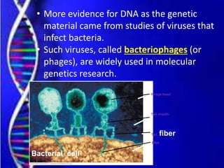 • More evidence for DNA as the genetic
material came from studies of viruses that
infect bacteria.
• Such viruses, called bacteriophages (or
phages), are widely used in molecular
genetics research.
Bacterial cell
Phage head
Tail sheath
Tail fiber
DNA
 