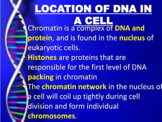 LOCATION OF DNA IN
A CELL
• Chromatin is a complex of DNA and
protein, and is found in the nucleus of
eukaryotic cells.
• Histones are proteins that are
responsible for the first level of DNA
packing in chromatin
• The chromatin network in the nucleus of
a cell will coil up tightly during cell
division and form individual
chromosomes.
 