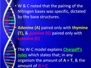 • W & C noted that the pairing of the
Nitrogen bases was specific, dictated
by the base structures.
• Adenine (A) paired only with thymine
(T), & guanine (G) paired only with
cytosine (C)
• The W-C model explains Chargaff’s
rules which states that; in any
organism the amount of A = T, & the
amount of G = C
 