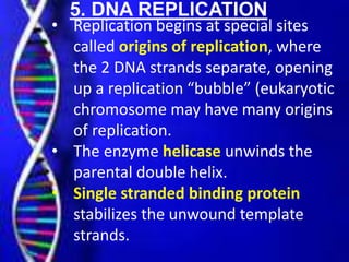 5. DNA REPLICATION
• Replication begins at special sites
called origins of replication, where
the 2 DNA strands separate, opening
up a replication “bubble” (eukaryotic
chromosome may have many origins
of replication.
• The enzyme helicase unwinds the
parental double helix.
• Single stranded binding protein
stabilizes the unwound template
strands.
 