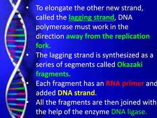 • To elongate the other new strand,
called the lagging strand, DNA
polymerase must work in the
direction away from the replication
fork.
• The lagging strand is synthesized as a
series of segments called Okazaki
fragments.
• Each fragment has an RNA primer and
added DNA strand.
• All the fragments are then joined with
the help of the enzyme DNA ligase.
 