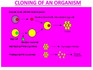 CLONING OF AN ORGANISM
 