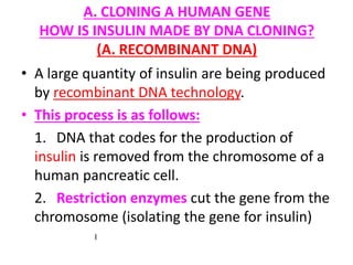 A. CLONING A HUMAN GENE
HOW IS INSULIN MADE BY DNA CLONING?
(A. RECOMBINANT DNA)
• A large quantity of insulin are being produced
by recombinant DNA technology.
• This process is as follows:
1. DNA that codes for the production of
insulin is removed from the chromosome of a
human pancreatic cell.
2. Restriction enzymes cut the gene from the
chromosome (isolating the gene for insulin)
I
 