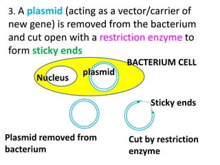 3. A plasmid (acting as a vector/carrier of
new gene) is removed from the bacterium
and cut open with a restriction enzyme to
form sticky ends
Plasmid removed from
bacterium
Cut by restriction
enzyme
plasmid
Nucleus
BACTERIUM CELL
Sticky ends
 