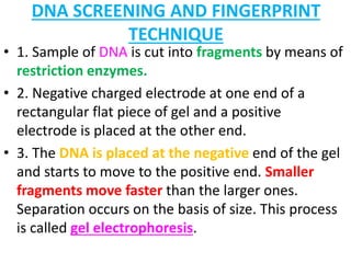 DNA SCREENING AND FINGERPRINT
TECHNIQUE
• 1. Sample of DNA is cut into fragments by means of
restriction enzymes.
• 2. Negative charged electrode at one end of a
rectangular flat piece of gel and a positive
electrode is placed at the other end.
• 3. The DNA is placed at the negative end of the gel
and starts to move to the positive end. Smaller
fragments move faster than the larger ones.
Separation occurs on the basis of size. This process
is called gel electrophoresis.
 