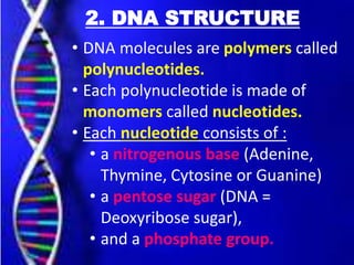 2. DNA STRUCTURE
• DNA molecules are polymers called
polynucleotides.
• Each polynucleotide is made of
monomers called nucleotides.
• Each nucleotide consists of :
• a nitrogenous base (Adenine,
Thymine, Cytosine or Guanine)
• a pentose sugar (DNA =
Deoxyribose sugar),
• and a phosphate group.
 