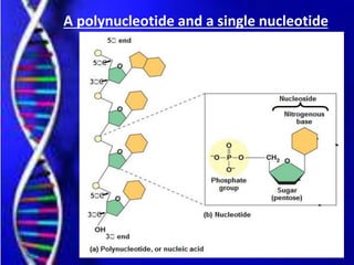A polynucleotide and a single nucleotide
 
