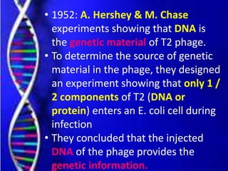 • 1952: A. Hershey & M. Chase
experiments showing that DNA is
the genetic material of T2 phage.
• To determine the source of genetic
material in the phage, they designed
an experiment showing that only 1 /
2 components of T2 (DNA or
protein) enters an E. coli cell during
infection
• They concluded that the injected
DNA of the phage provides the
genetic information.
 