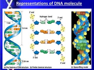 Representations of DNA molecule
 