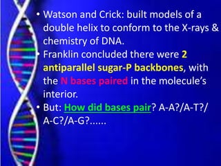 • Watson and Crick: built models of a
double helix to conform to the X-rays &
chemistry of DNA.
• Franklin concluded there were 2
antiparallel sugar-P backbones, with
the N bases paired in the molecule’s
interior.
• But: How did bases pair? A-A?/A-T?/
A-C?/A-G?......
 