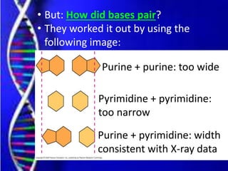 • But: How did bases pair?
• They worked it out by using the
following image:
Purine + purine: too wide
Pyrimidine + pyrimidine:
too narrow
Purine + pyrimidine: width
consistent with X-ray data
 