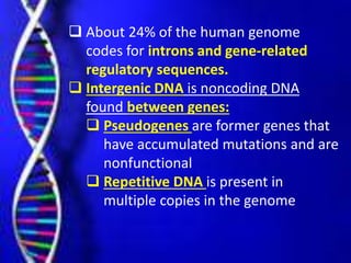 About 24% of the human genome
codes for introns and gene-related
regulatory sequences.
 Intergenic DNA is noncoding DNA
found between genes:
 Pseudogenes are former genes that
have accumulated mutations and are
nonfunctional
 Repetitive DNA is present in
multiple copies in the genome
 