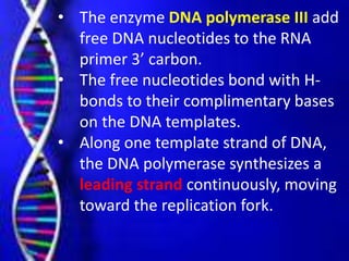• The enzyme DNA polymerase III add
free DNA nucleotides to the RNA
primer 3’ carbon.
• The free nucleotides bond with H-
bonds to their complimentary bases
on the DNA templates.
• Along one template strand of DNA,
the DNA polymerase synthesizes a
leading strand continuously, moving
toward the replication fork.
 