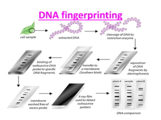 DNA fingerprinting
 