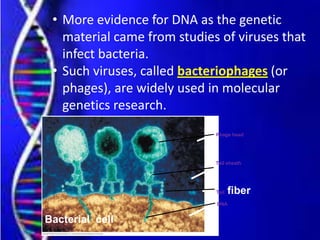 • More evidence for DNA as the genetic
material came from studies of viruses that
infect bacteria.
• Such viruses, called bacteriophages (or
phages), are widely used in molecular
genetics research.
Bacterial cell
Phage head
Tail sheath
Tail fiber
DNA
 