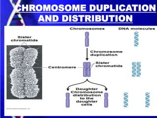 CHROMOSOME DUPLICATION
AND DISTRIBUTION
 