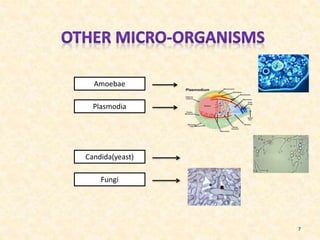 Amoebae
Plasmodia

Candida(yeast)
Fungi

7

 
