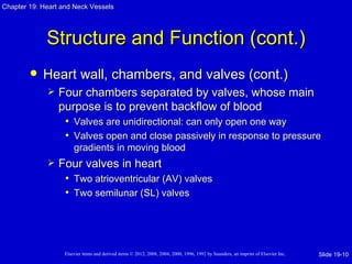 Chapter 19: Heart and Neck Vessels




             Structure and Function (cont.)
           Heart wall, chambers, and valves (cont.)
                Four chambers separated by valves, whose main
                 purpose is to prevent backflow of blood
                  • Valves are unidirectional: can only open one way
                  • Valves open and close passively in response to pressure
                       gradients in moving blood
                Four valves in heart
                  • Two atrioventricular (AV) valves
                  • Two semilunar (SL) valves




                   Elsevier items and derived items © 2012, 2008, 2004, 2000, 1996, 1992 by Saunders, an imprint of Elsevier Inc.   Slide 19-10
 