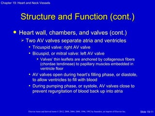 Chapter 19: Heart and Neck Vessels




             Structure and Function (cont.)
           Heart wall, chambers, and valves (cont.)
                Two AV valves separate atria and ventricles
                  • Tricuspid valve: right AV valve
                  • Bicuspid, or mitral valve: left AV valve
                               Valves’ thin leaflets are anchored by collagenous fibers
                                (chordae tendineae) to papillary muscles embedded in
                                ventricle floor
                   • AV valves open during heart’s filling phase, or diastole,
                     to allow ventricles to fill with blood
                   • During pumping phase, or systole, AV valves close to
                     prevent regurgitation of blood back up into atria



                   Elsevier items and derived items © 2012, 2008, 2004, 2000, 1996, 1992 by Saunders, an imprint of Elsevier Inc.   Slide 19-11
 