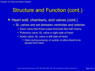 Chapter 19: Heart and Neck Vessels




             Structure and Function (cont.)
           Heart wall, chambers, and valves (cont.)
                SL valves are set between ventricles and arteries
                  • Each valve has three cusps that look like half moons
                  • Pulmonic valve: SL valve in right side of heart
                  • Aortic valve: SL valve in left side of heart
                               Open during pumping, or systole, to allow blood to be
                                ejected from heart




                   Elsevier items and derived items © 2012, 2008, 2004, 2000, 1996, 1992 by Saunders, an imprint of Elsevier Inc.   Slide 19-12
 