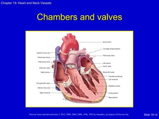 Chapter 19: Heart and Neck Vessels




                           Chambers and valves




                   Elsevier items and derived items © 2012, 2008, 2004, 2000, 1996, 1992 by Saunders, an imprint of Elsevier Inc.   Slide 19-14
 